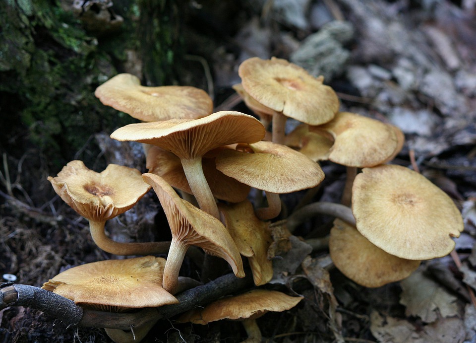 honey mushrooms